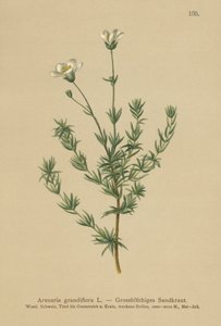 Maior Sandwort (Arenaria grandiflora) de German School