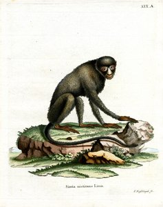 Greater Spot-nosed Monkey (gravura colorida) de German School