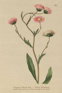 Fleabane grega (Erigeron Villarsii, Erigeron atticus) de German School
