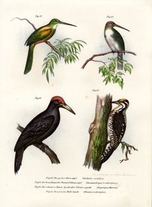 Jacamar de cauda verde, 1864 de German School