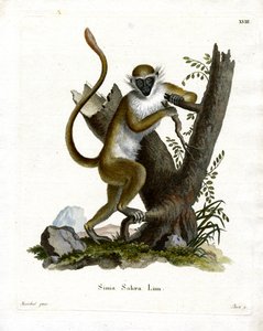 Macaco Verde (gravação a cores) de German School