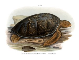 Tartaruga verde (cor litho) de German School