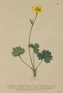 Greniers Buttercup (Ranunculus Breynius, Ranunculus Villarsii, Ranunculus grenierianus) de German School