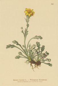Ragwort Cinzento (Senecio incanus) de German School