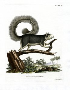 Esquilo gigante pardo (gravura colorida) de German School