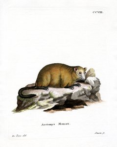 Marmota (gravação a cores) de German School
