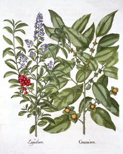 Guaiacum e chinês Privet, de Hortus Eystettensis, por Basil Besler (1561-1629), pub. 1613 (gravura colorida à mão) de German School