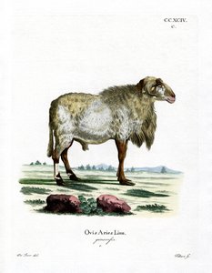 Guinea Sheep (gravura a cores) de German School
