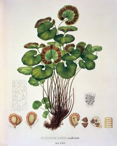 Ginograma Reniformis, tabela XXVI de 