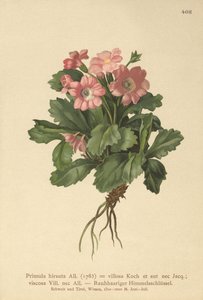 Primrose peluda (Primula hirsuta) de German School