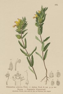 Chocalho amarelo peludo (Rhinanthus aristatus, Rhinanthus alpinus) de German School