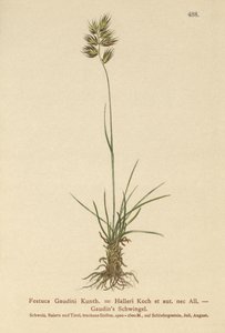 Festuca de Hallers (Festuca Gaudini, Festuca Hallerie) de German School