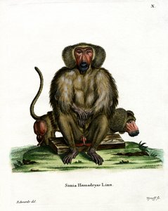 Hamadryas Baboon (gravura colorida) de German School