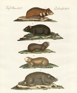 Hamsters e ratos do campo de German School