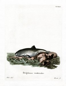 Porpoise Harbor (gravação a cores) de German School