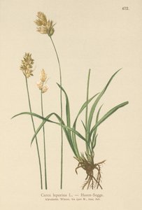 Lombo de Lebre (Carex leporina, Carex ovalis) de German School