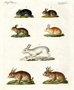 Lebres e coelhos de German School
