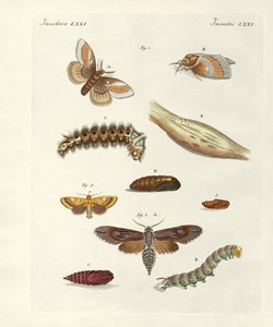 Borboletas nocivas (gravura colorida) de German School