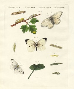 Borboletas nocivas (gravura colorida) de German School