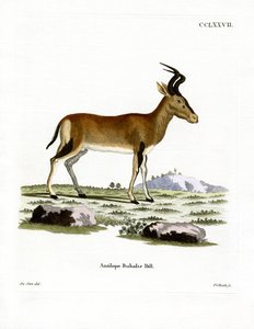 Hartebeest (gravação a cores) de German School