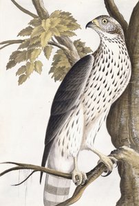 Hawk, 1750-1800 de German School