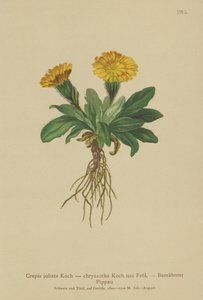 Barba-de-pêlo (Crepis jubata, Crepis rhaetica) de German School