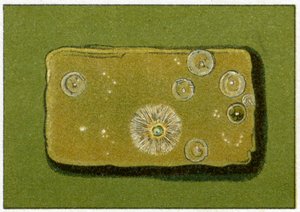 Níveis saudáveis de bactérias na água potável, c.1890 (cromolitografia colorida) de German School