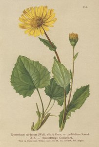 Leopardos com folhas de coração Bane (Doronicum cordatum, Doronicum cordifolium, Aronicum cordatum) de German School