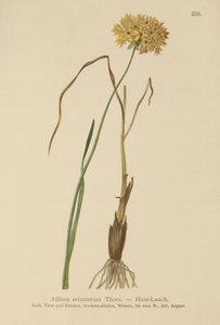 HEATH Alho (Allium marcas, alho duro, Allium graminifolium) de German School