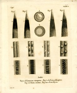 Porco-espinho Prickles (gravação a cores) de German School