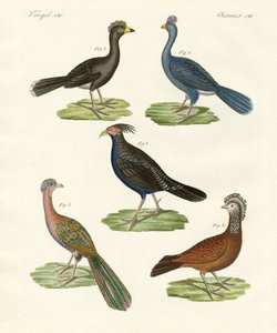 Aves semelhantes a galinhas de países quentes (gravura colorida) de German School
