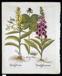 Erva Paris (Solanum quadrifolium), Dedaleira comum (Digitalis Purpurea) Grande Dedaleira amarela de Hortus Eystettensis por Basil Besler (1561-1629) pub 1613 (gravura colorida à mão) de German School