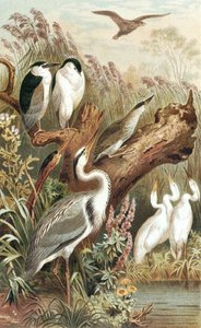 Heron, prato de "Brehms Tierleben": Allgemeine Kunde des Tierreichs", vol.6, p.483, publicado pelo Bibliographisches Institut de German School