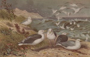 Herring Gull e Great Black-backed Gold, registro de Brehms Tierleben: Allgemeine Kunde des Tierreichs, vol.6, p.108, publicado pelo Bibliographisches Institut, 1892 de German School