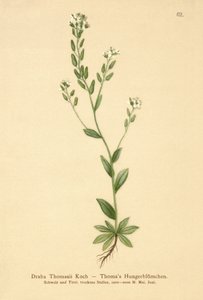 Grama de Whitlow Hoary (Draba Thomasii) de German School