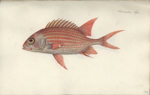 Holocentrus ascensionis, antes de 1790 (wc no papel) de German School