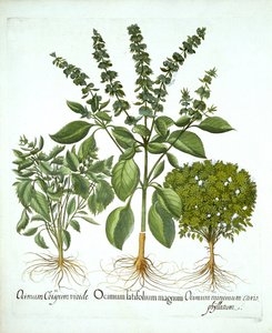 Manjericão Sagrado e Duas Outras Variedades de Manjericão, de "Hortus Eystettensis", de Basil Besler de German School