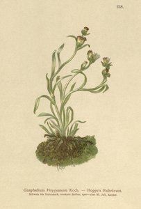 Hoppe Cudweed (Gnaphalium Hoppeanum, Omalotheca hoppeana) de German School