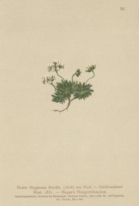 Hoppes Whitlow-grama (Draba Hoppeana, Draba Zahlbruckneri) de German School