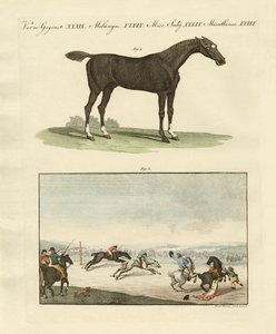 Corridas de cavalos na Inglaterra de German School