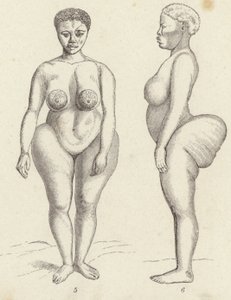 Hottentot Venus (gravura) de German School