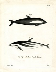 Golfinho Ampulheta (gravura colorida) de German School