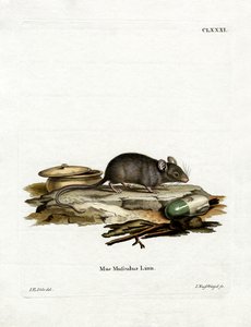 House Mouse (gravação a cores) de German School