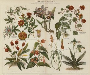 Plantas de casa (cor litho) de German School
