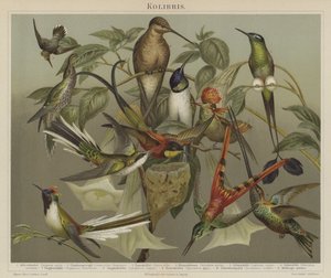 Beija-flores (cor litho) de German School