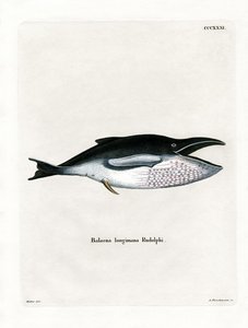 Baleia Jubarte (gravura colorida) de German School