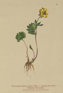 Docinho híbrido (Ranunculus Pythora, Ranunculus hybridus) de German School