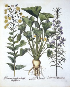 Eu esguicho pepino, ii Hawkweed Narrowleaf, iii Rosemary, de Hortus Eystettensis, por Basil Besler (1561-1629) pub. 1613 de German School