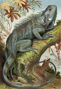 Iguana, registro de Brehms Tierleben> Allgemeine Kunde des Tierreichs, vol. 7, p.88, publicado pelo Bibliographisches Institut, 1892 de German School