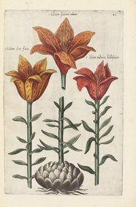 Ilustração de "selecionado ... lidando com uma variedade de flores e outras plantas como índice de vida traçou duas das quatro línguas organizadas" por Emanuel Sweert, 1612-14 de German School